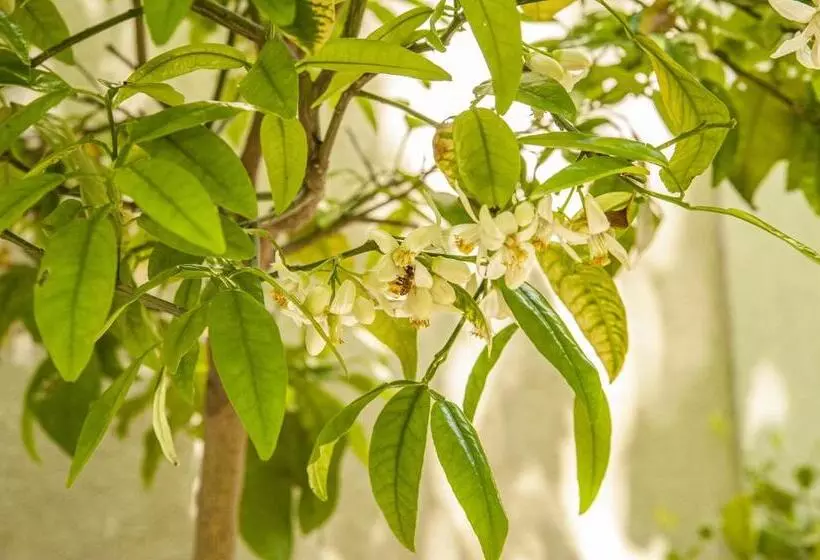 Aamiaismajoitus (B&B) Domaine Cap Rubis