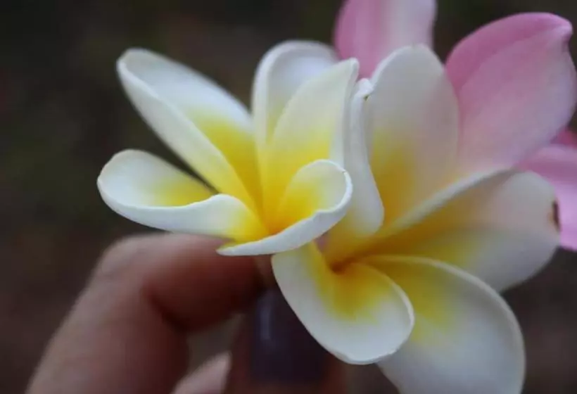 ホテル Silk Pavilions Glamping