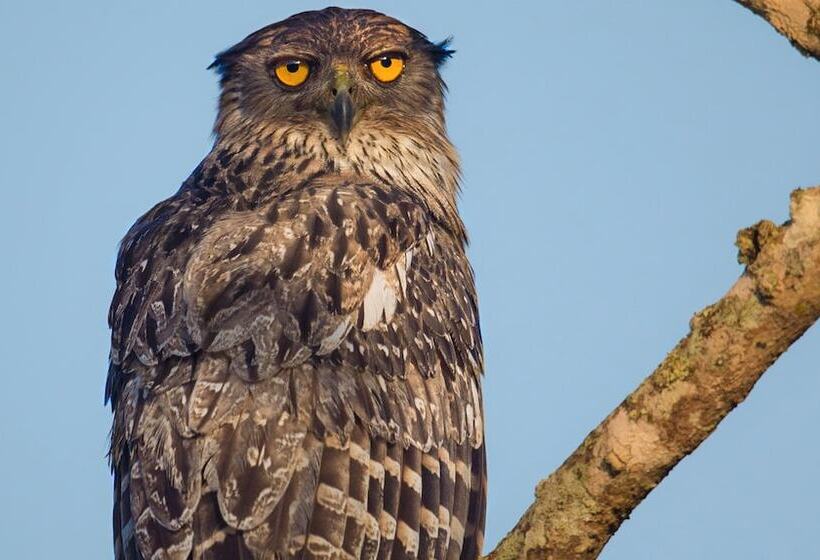 Hotel Mahoora Udawalawe By Eco Team