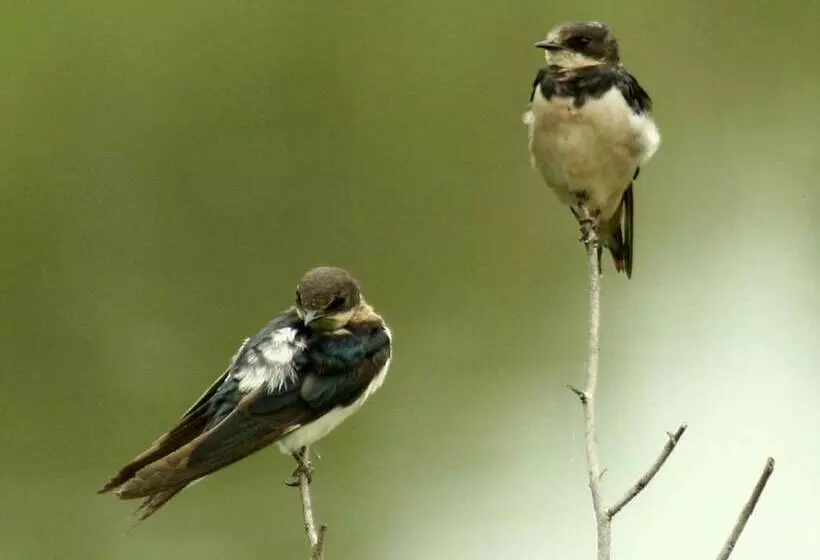 Hotelli River Garden Resort