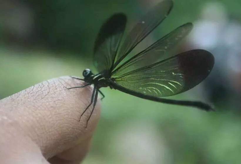 Hotelli River Garden Resort