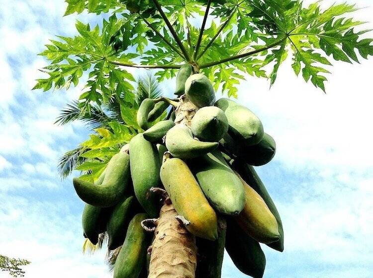 Baan Somlim Homestay   Hostel