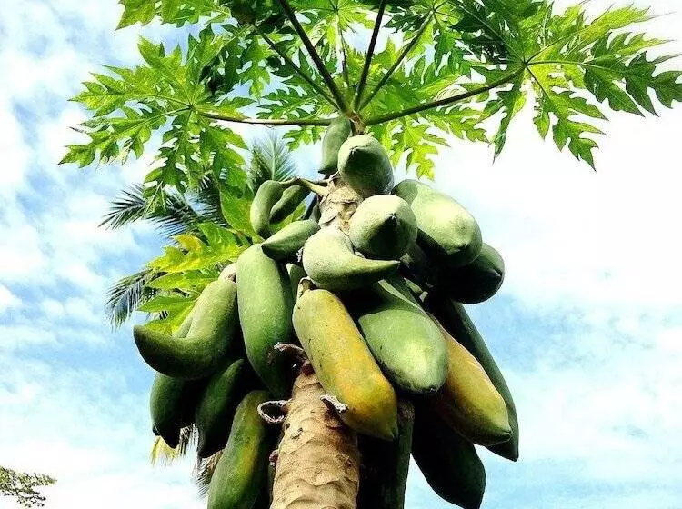 Baan Somlim Homestay   Hostel