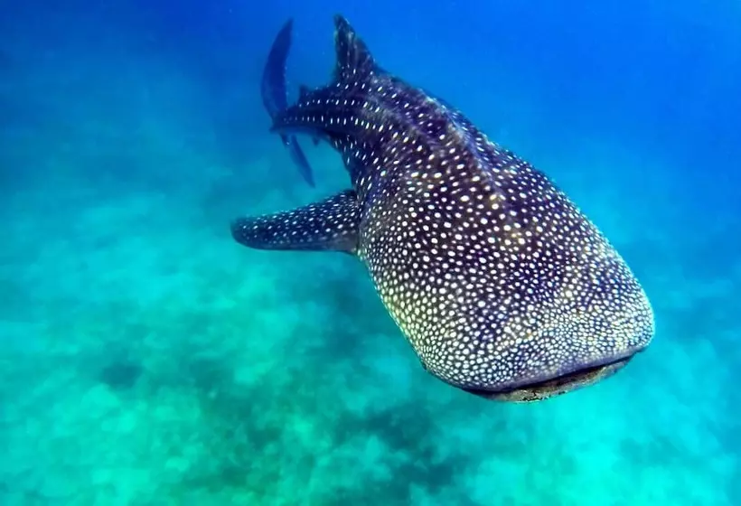 Aamiaismajoitus (B&B) Granada Beach Resort  Adults Only