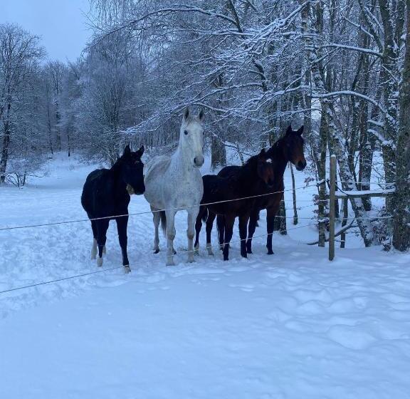 פנסיון J A Ranch Bed & Breakfast