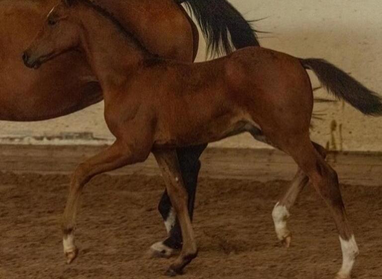 פנסיון J A Ranch Bed & Breakfast