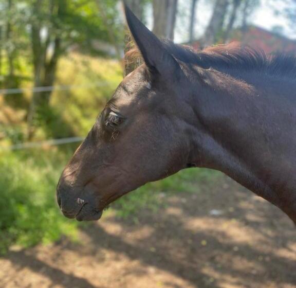 פנסיון J A Ranch Bed & Breakfast