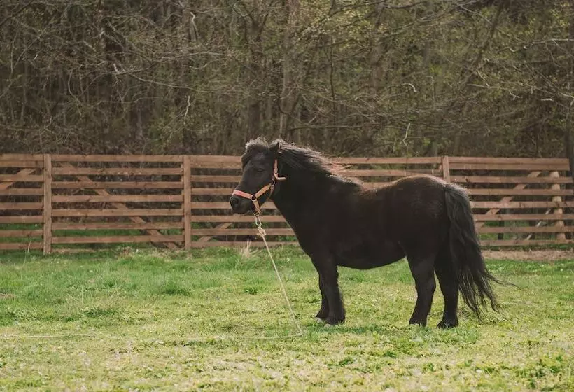 Majatalo Valea Cu Ponei