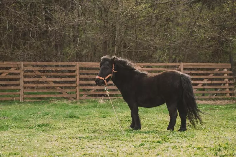 Majatalo Valea Cu Ponei