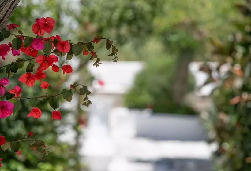 Acrogiali Beachfront Hotel Mykonos