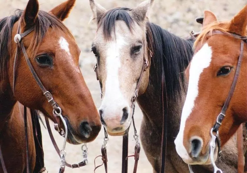 هتل Dude Rancher Lodge