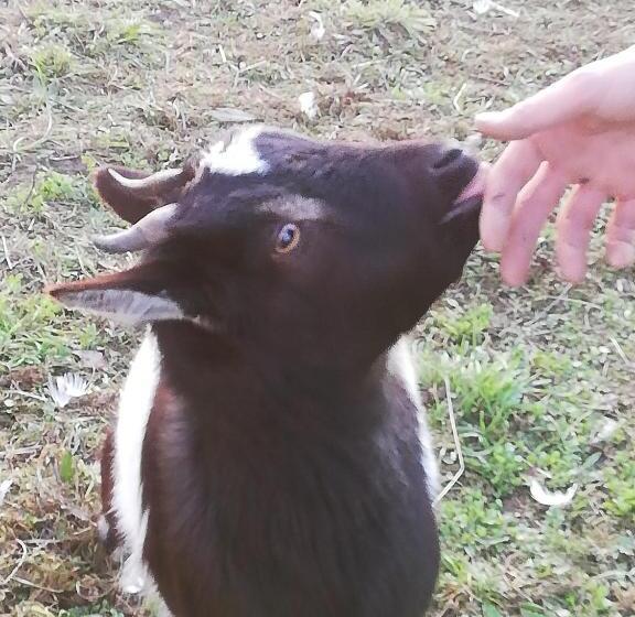 膳宿费 La Colline Des Hauts Bocages Vendéens