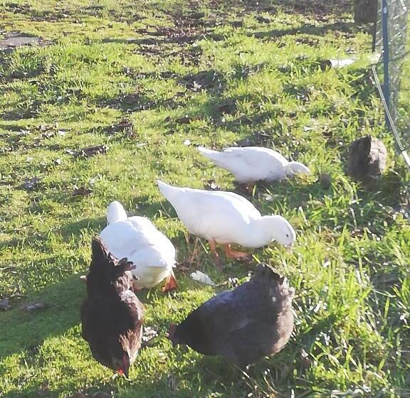 膳宿费 La Colline Des Hauts Bocages Vendéens