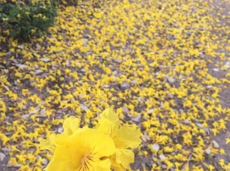 민박 C&h Campestre El Oasis