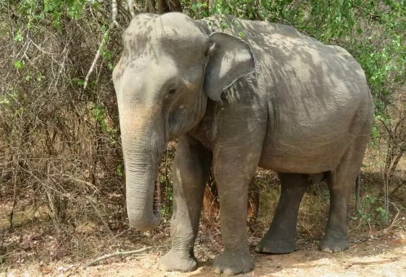 هتل Sahana Retreat