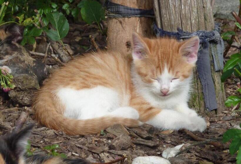 فندق Gölsenhof   Fam. Büchinger