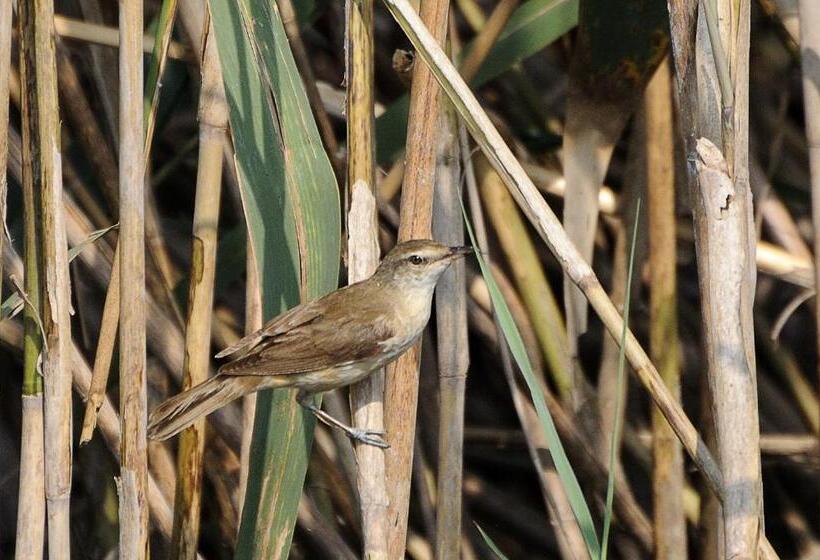 بنسيون Vila Delta Travel Mila 23