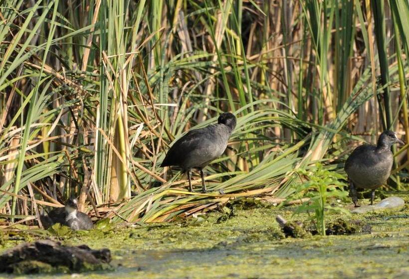 بنسيون Vila Delta Travel Mila 23