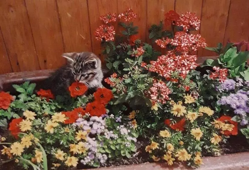 Majatalo Penzion U štoly