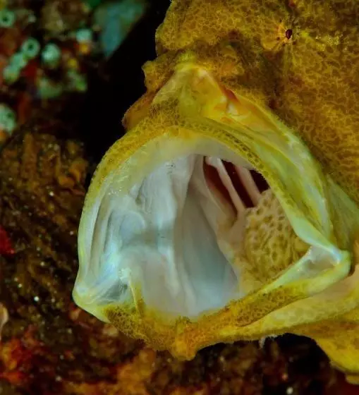 Hotelli Gangga Island Resort & Spa