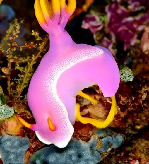 Hotelli Gangga Island Resort & Spa