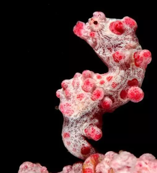 Hotelli Gangga Island Resort & Spa