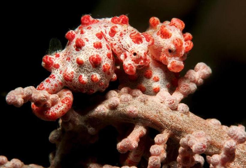 فندق Gangga Island Resort & Spa