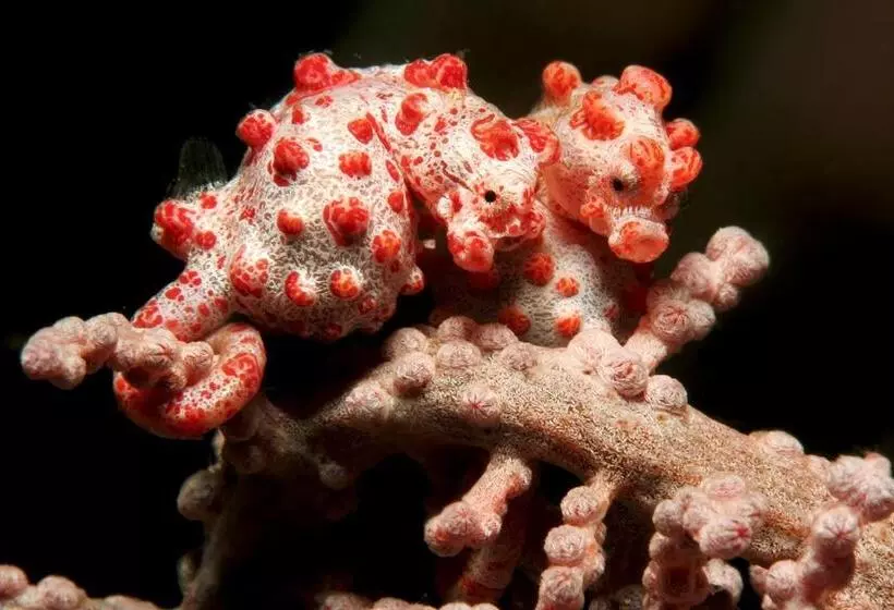 Hotelli Gangga Island Resort & Spa