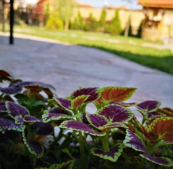 بنسيون Avangard