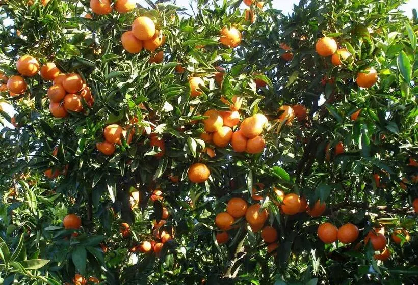 Quinta Das Amendoeiras B&b