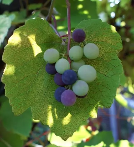 Aamiaismajoitus (B&B) Gasthof Pizzeria Weingarten