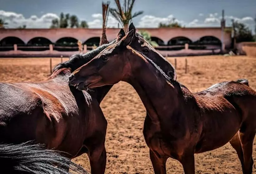 Aamiaismajoitus (B&B) Villa Katia