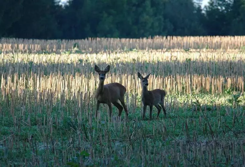 Hotelli Waldgasthof Buchenhain