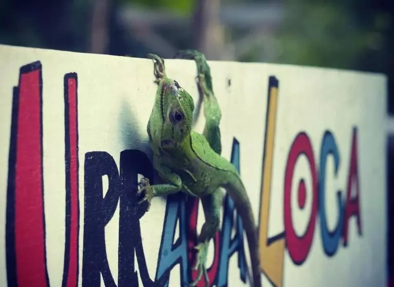 La Urraca Loca Hostel