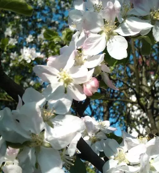 Majatalo Landgasthof Winklehner