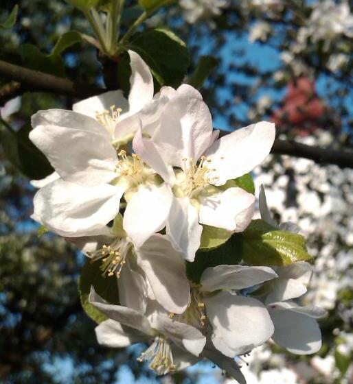 膳宿费 Landgasthof Winklehner