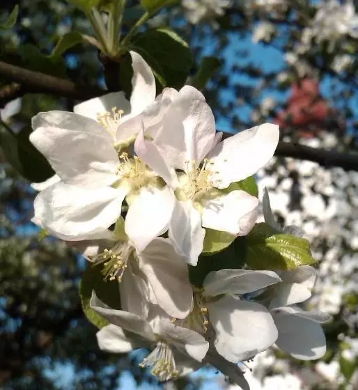 Majatalo Landgasthof Winklehner