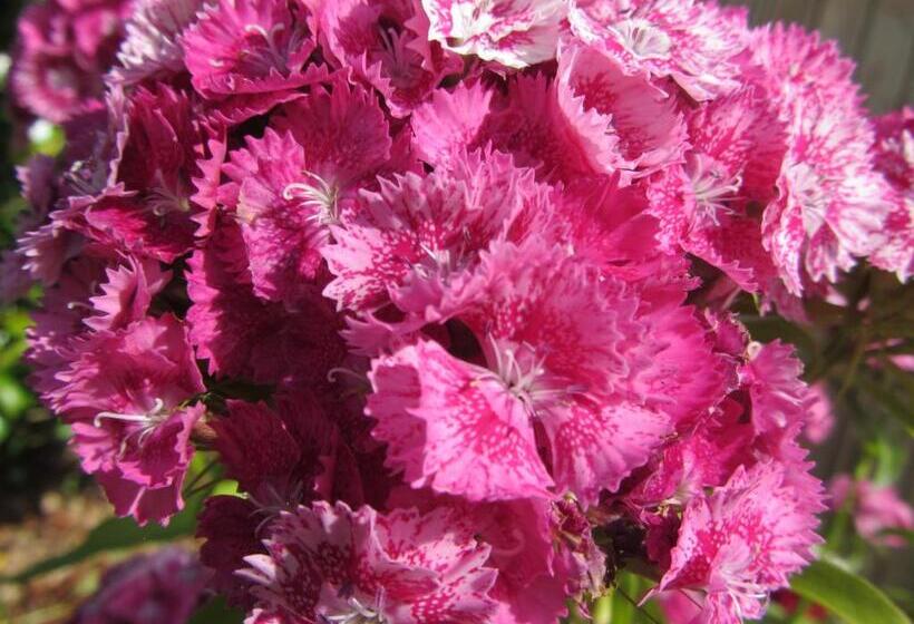 צימר La Robinière