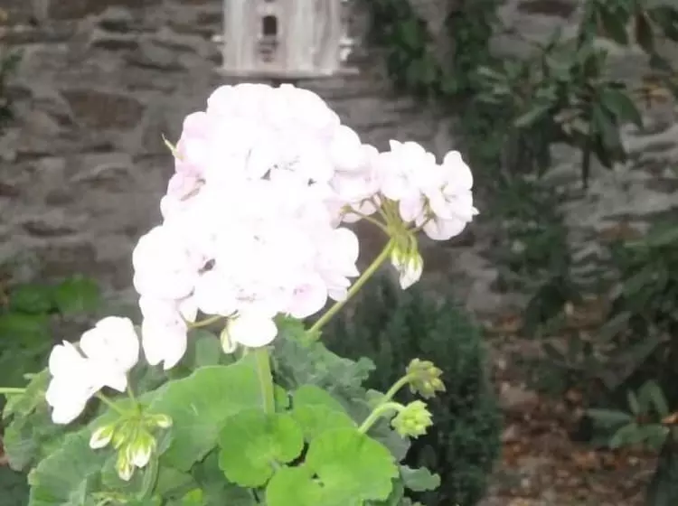 Majatalo Château Bily B&b Hôtel