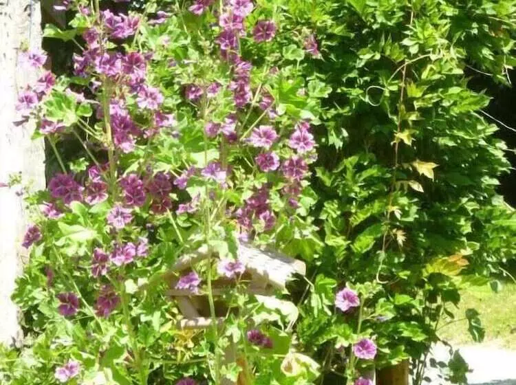 Majatalo Château Bily B&b Hôtel