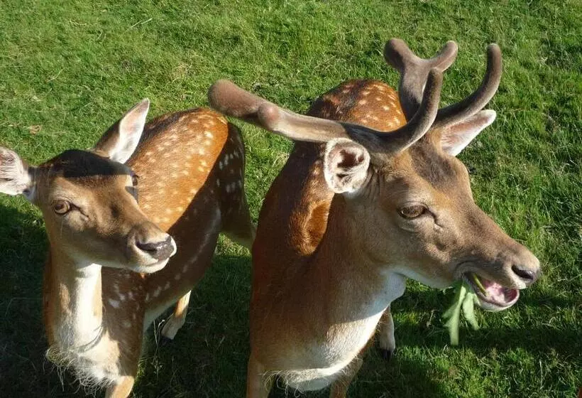 Waldgasthof & Hotel Am Sauwald