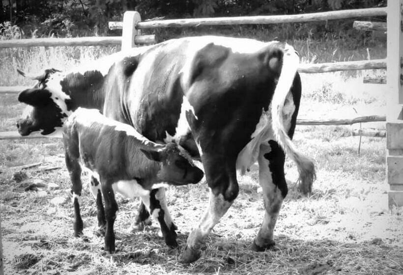 تختخواب و صبحانه Agriturismo Parco Campofelice