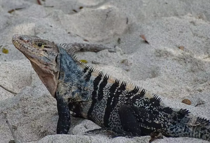 Aamiaismajoitus (B&B) La Colina Pura Vista