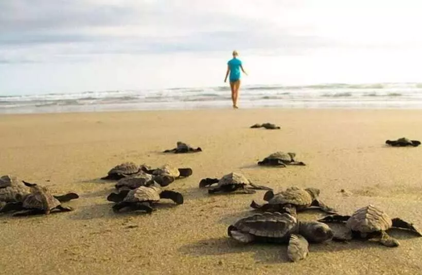 Aamiaismajoitus (B&B) La Colina Pura Vista