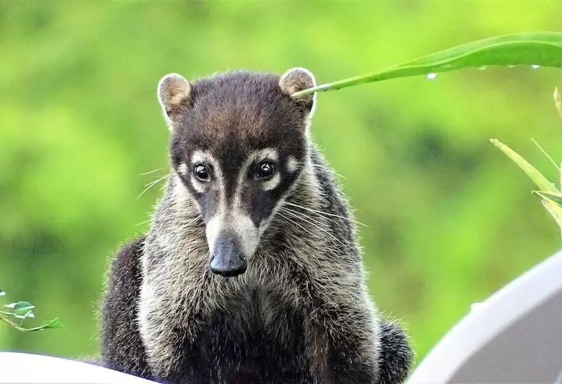Aamiaismajoitus (B&B) La Colina Pura Vista