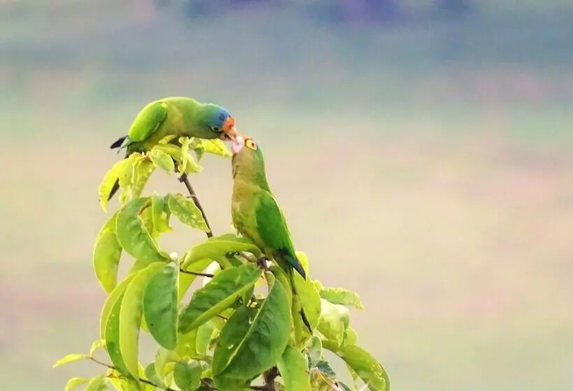 Aamiaismajoitus (B&B) La Colina Pura Vista