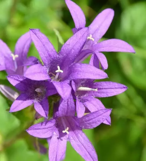 Majatalo Chambres D'hôtes Domaine Du Hameau Baylesse
