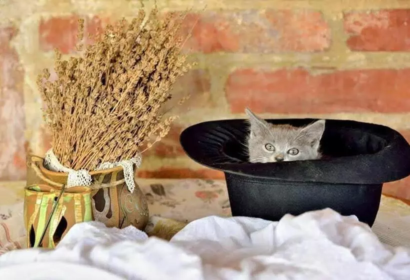 ペンション Míves Vendégház