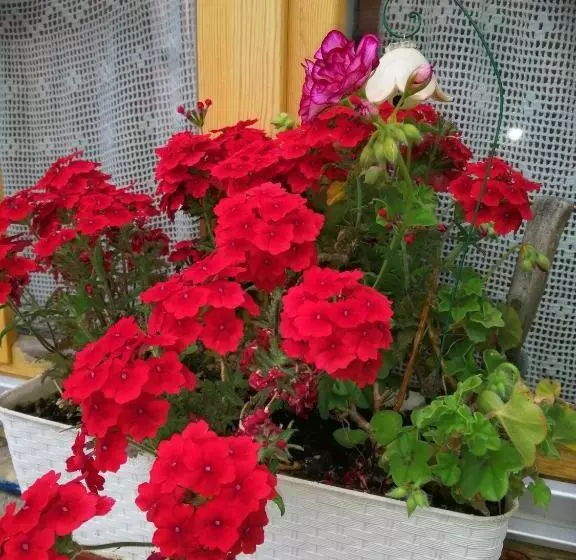 ペンション Míves Vendégház