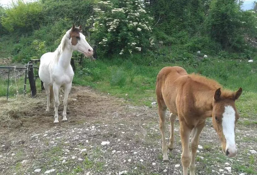 ホテル Agriturismo Al Ranch